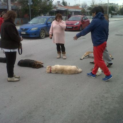 Επικήρυξαν με 5.000 ευρώ δολοφόνους σκύλων στην Πάτρα