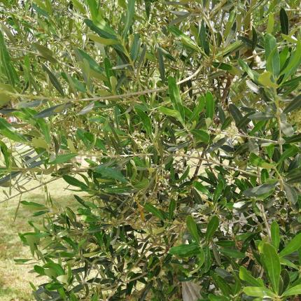 επιτραπέζια ελιά