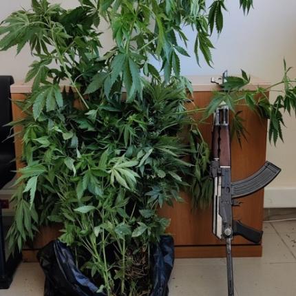 τα δενδρύλλια κάνναβης που βρήκαν οι αστυνομικοί