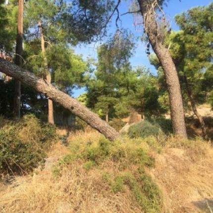 δεντρα