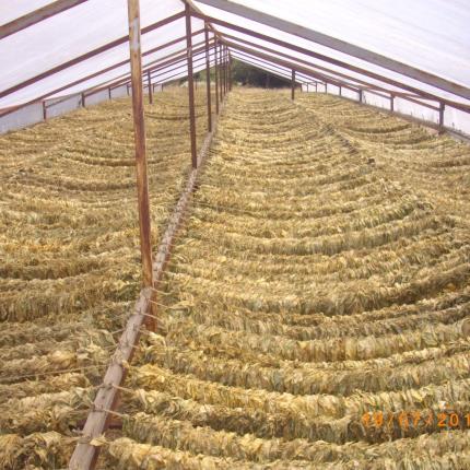 βιολογικός καπνός