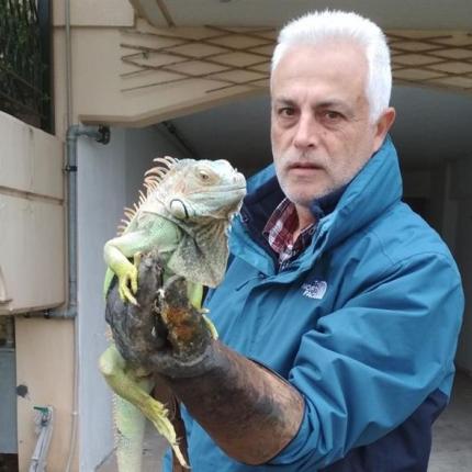ινγκουάνα