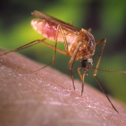 Νεκρή ηλικιωμένη από τον ιό του Δυτικού Νείλου στην Κομοτηνή