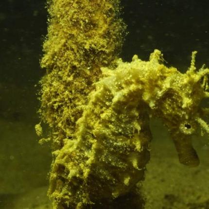 ιππόκαμπος