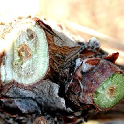 Σοβαρές ασθένειες του ξύλου απειλούν τα αμπέλια της Κρήτης 