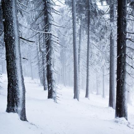 Χιονισμένο δάσος