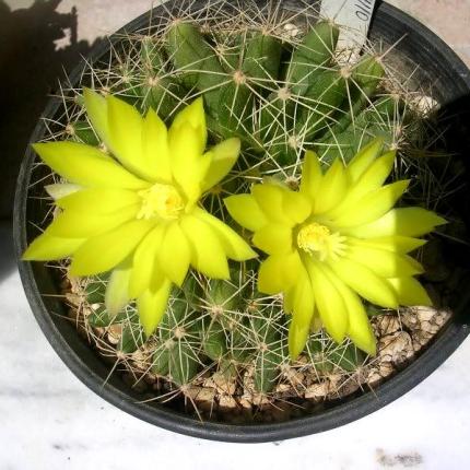 Κάκτοι…τόσο υπέροχα και μοναδικά φυτά