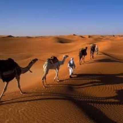 Μικροτσίπ στις καμήλες για να παρακολουθούν τον κοροναϊό MERS!