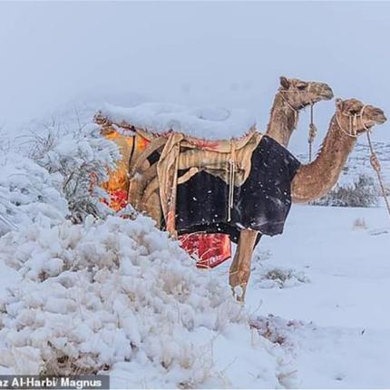 καμήλες κόβουν... βόλτες στο χιόνι