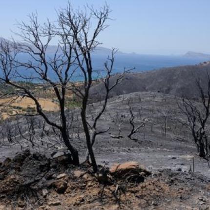 &quot;Πράσινο φως&quot; για την αποκατάσταση των &quot;καμμένων&quot; περιοχών του 2007