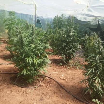 χασισόδεντρα χανιά