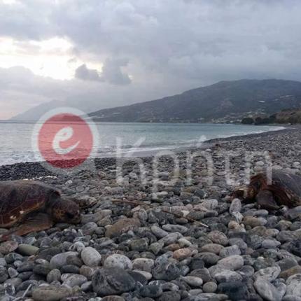 καρέτα καρέτα κερατόκαμπος