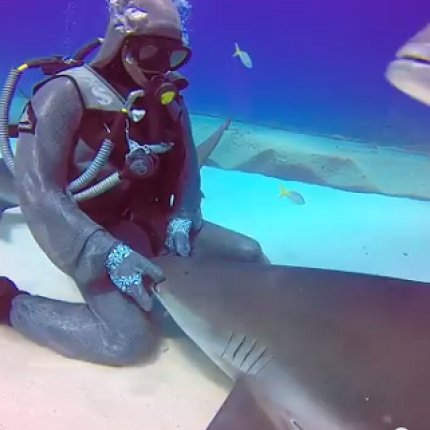 Χαϊδεύει τον καρχαρία σαν είναι σκυλάκι (βίντεο)