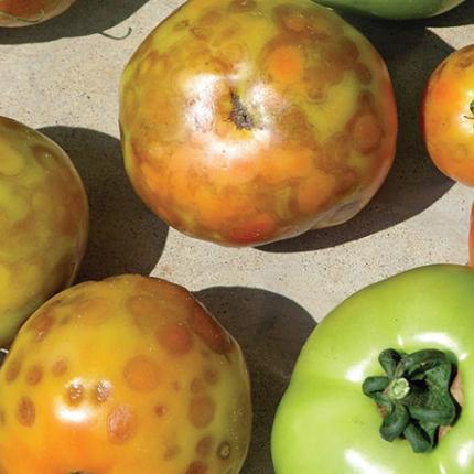 καστανή ρυτίδωση