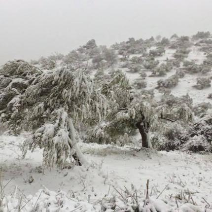 ελιές χιόνια