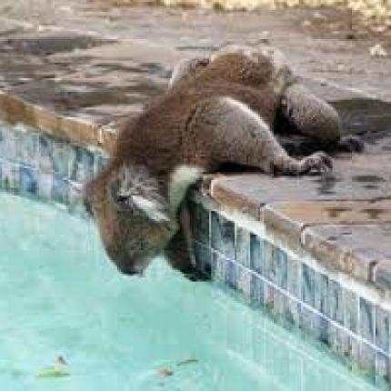 koala.jpg