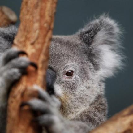 κοάλα