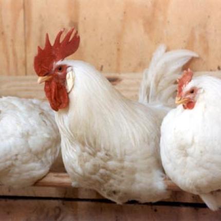 Επικίνδυνα απαγορευμένα  αντιβιοτικά σε πτηνοτροφική μονάδα της Αττικής 