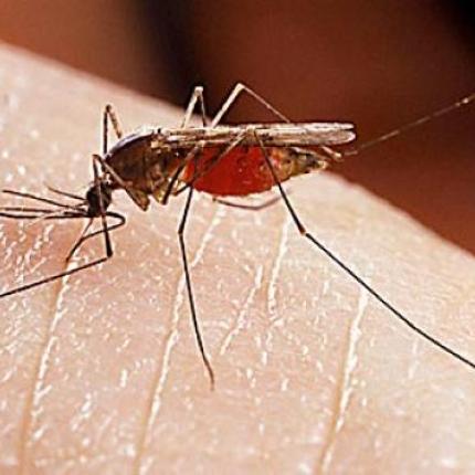 Ειδικές παγίδες δειγματοληψίας για τα κουνούπια απο το ΚΕΕΛΠΝΟ στο Ηράκλειο 