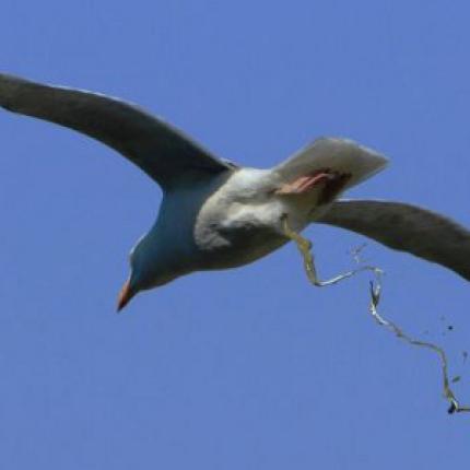 Ο μεγαλύτερος ... λεκές από πουλί (βίντεο)