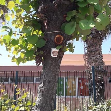 κουτσουπιά