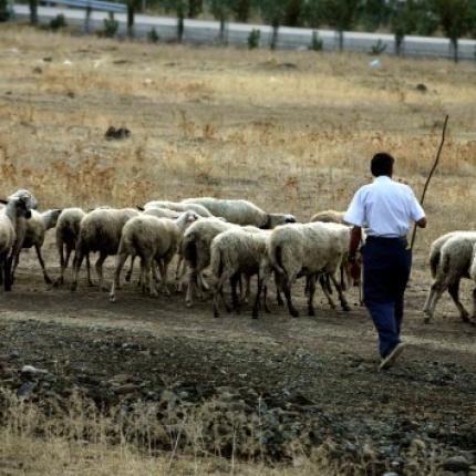 Έκτακτη οικονομική ενίσχυση 4,5 εκατ. ευρώ σε κτηνοτρόφους