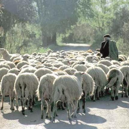 Τελευταία μέρα για την απογραφή του ζωικού κεφαλαίου των κτηνοτρόφων