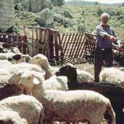 Ερώτηση Μαριά στην Ευρωβουλή για την εξισωτική αποζημίωση των κτηνοτρόφων