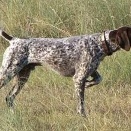 Σητεία: 'Εκλεψαν πέντε κυνηγόσκυλα και συνελήφθησαν