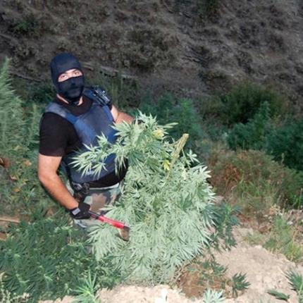 Αλβανία : 10 χιλ. χασισόδεντρα καταστράφηκαν στο Λαζαράτι