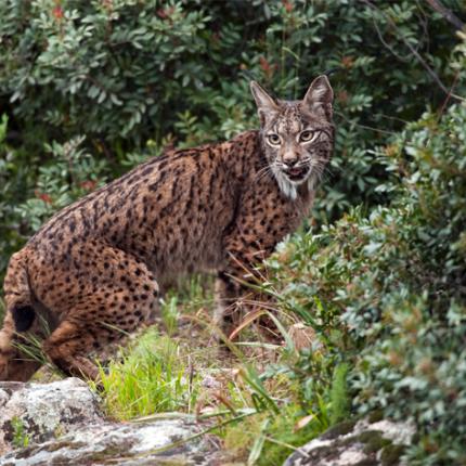 αιλουροειδή