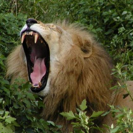 Έκλεψαν ... λιοντάρι απο καταφύγιο στη Βραζιλία