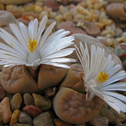 lithops1.jpg