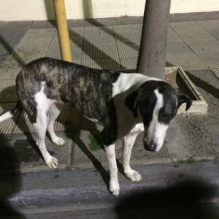 Ο Ηρακλειώτης &quot;Λουκάνικος&quot;: Ο σκύλος-διαδηλωτής που γαυγίζει μόνο στους Αστυνομικούς