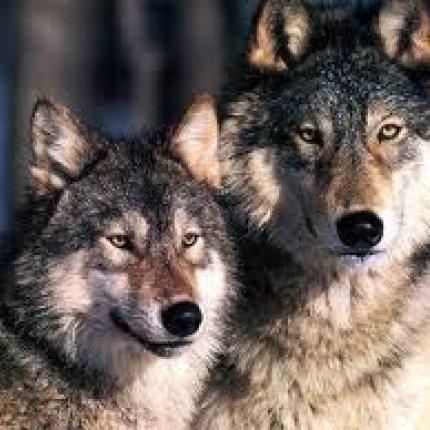 Συγγενείς σκύλοι και λύκοι, σύμφωνα με αμερικανική έρευνα 