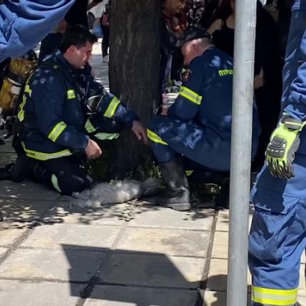 πυροσβέστες σκυλος