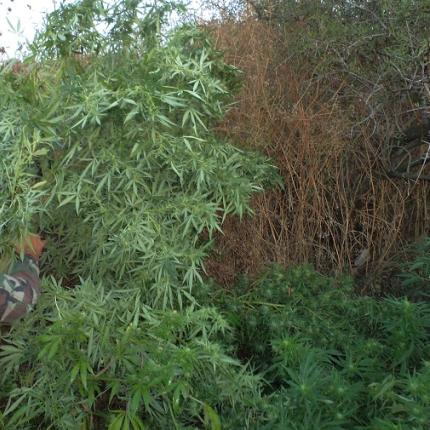 χασισοφυτειες