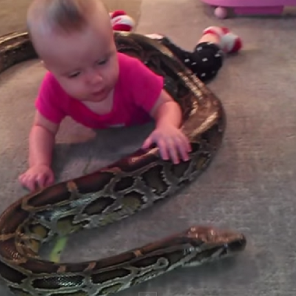 Μωρό παίζει με ένα ... πύθωνα (βίντεο)