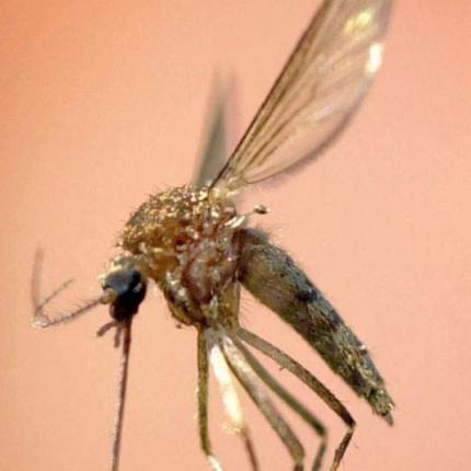 mosquito-thumb-large_856_535_76.jpg