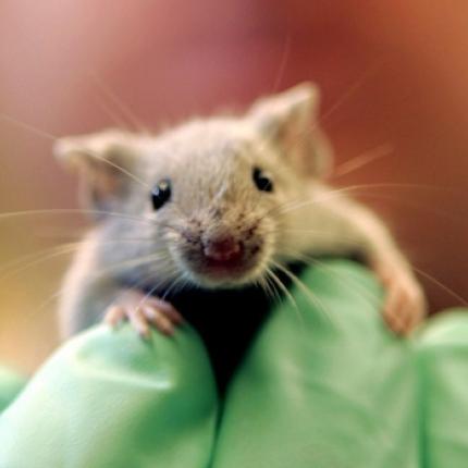 Ανθρώπινο «γονίδιο για την γλώσσα» κάνει τα ποντίκια εξυπνότερα