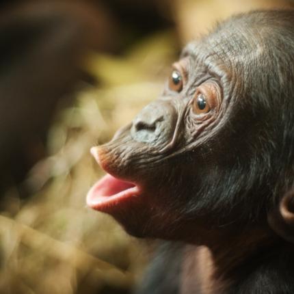 Οι πίθηκοι που αποδεικνύουν ότι η ομοφυλοφιλία είναι «φυσική»