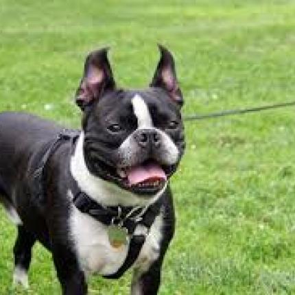 μπουλντογκ