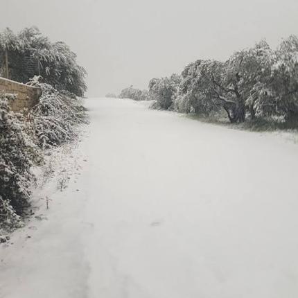 Μυρτια χιονι