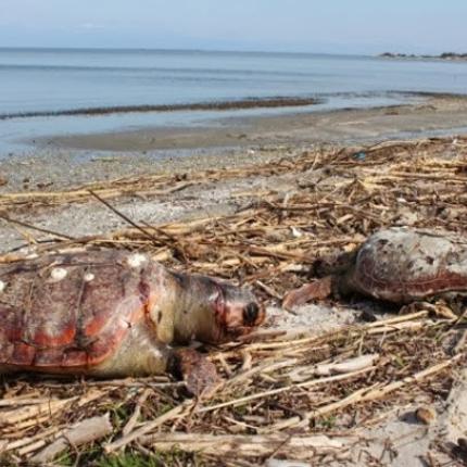 Πρέβεζα: Βρέθηκαν νεκρές θαλάσσιες χελώνες σε παραλίες