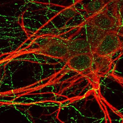 neurons.jpg