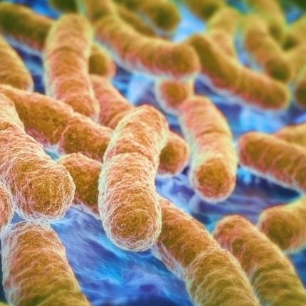 Eπαναστατική μέθοδος παραγωγής καυσίμου από βακτήρια του εντέρου!