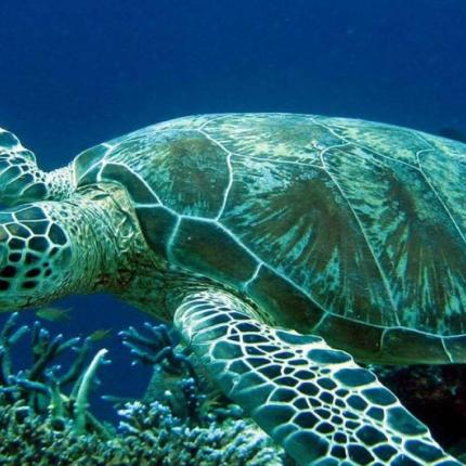 omilo-blog-sea-turtle-001.jpg