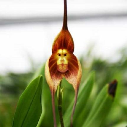Orchid Monkey