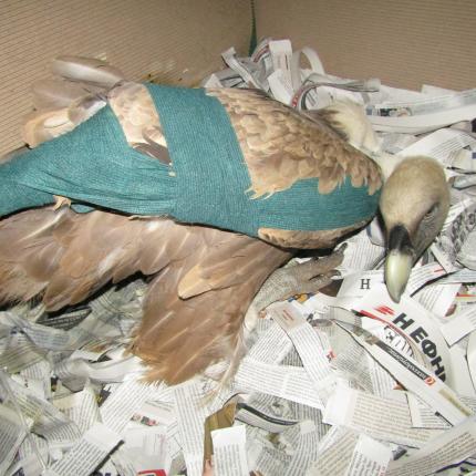 ornea3.jpg