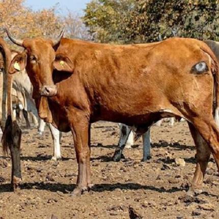 αγελάδα μάτι